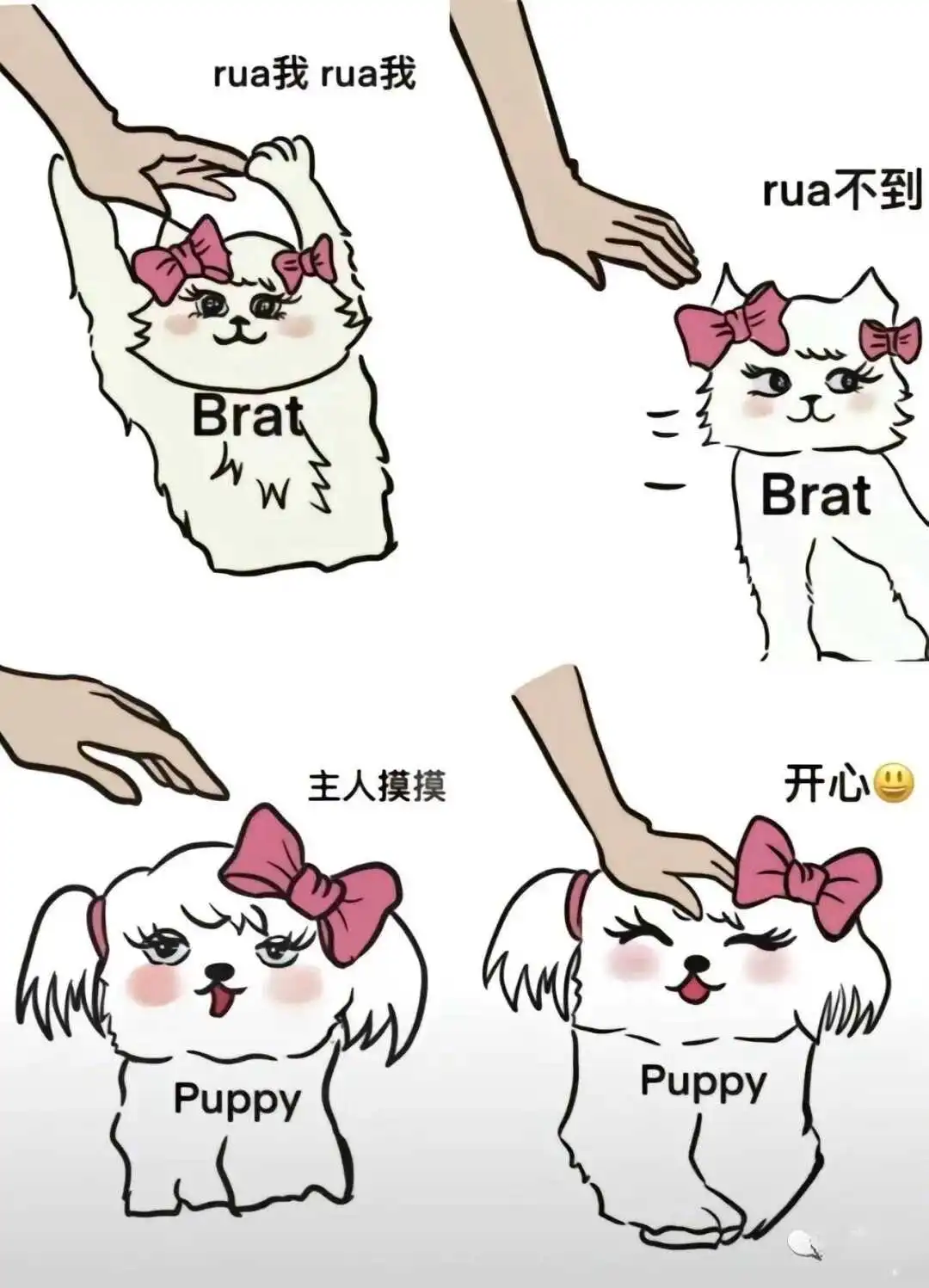 西檬之家K8是什么?字母圈猫咪属性解析 一