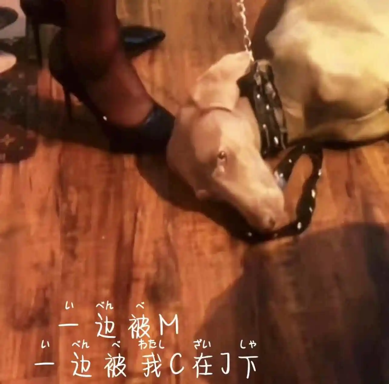 西檬之家K8猫系属性解析 一